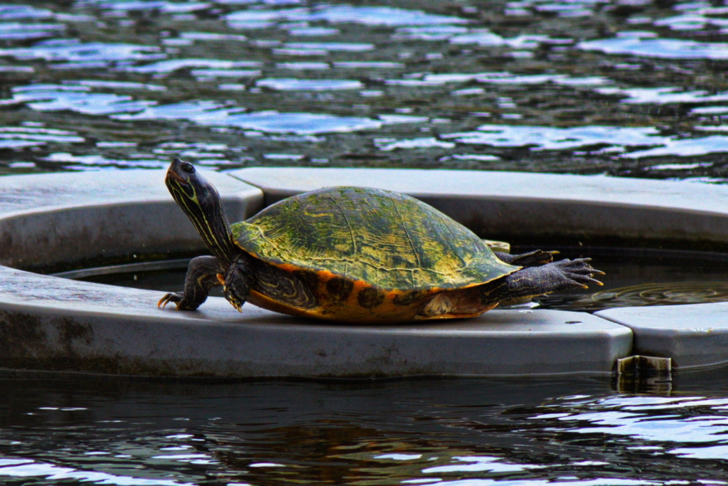Turtle relaxing.
